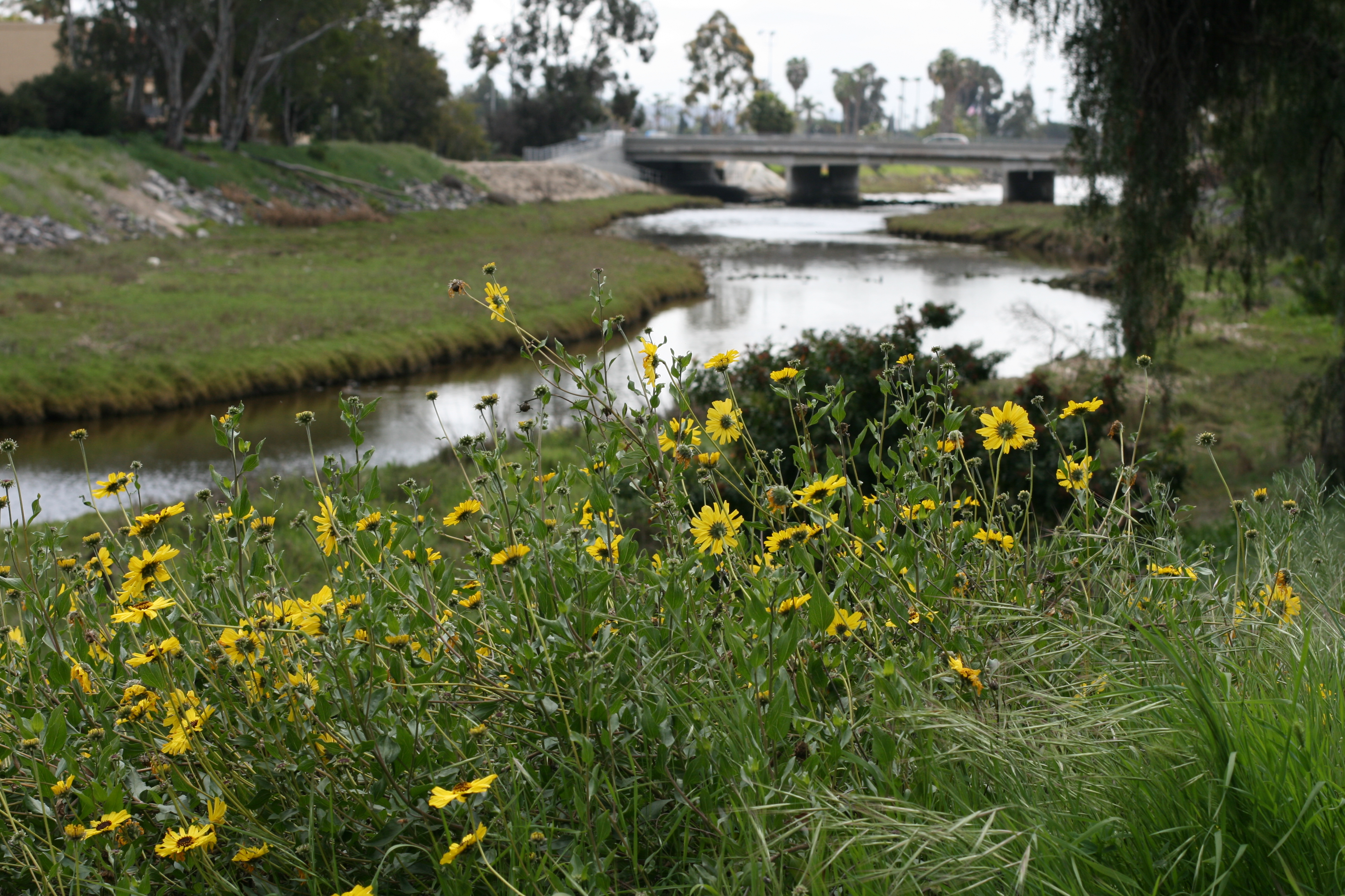 Rose Creek